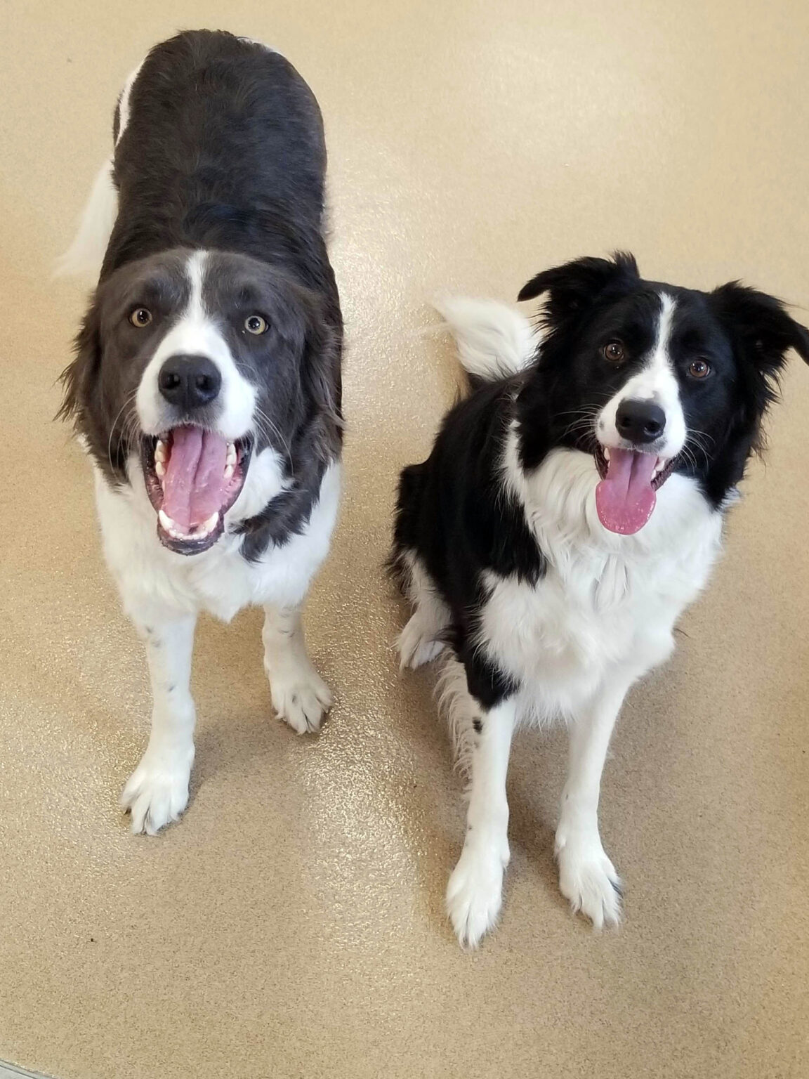 Doggie Daycare WOOF Dog Care Center